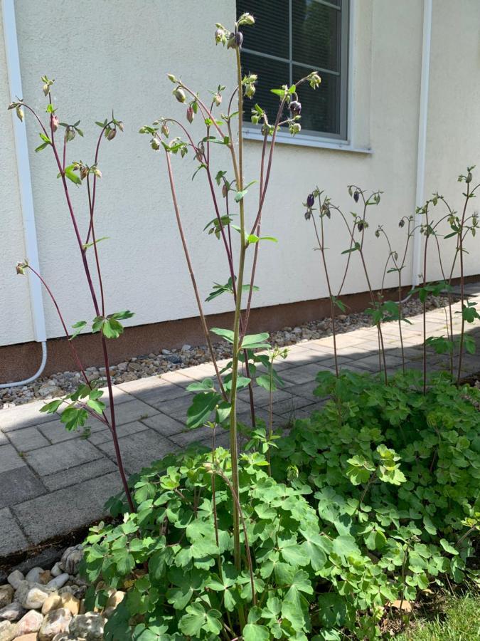 Studiovy Apartman V Zahrade Police nad Metují Extérieur photo