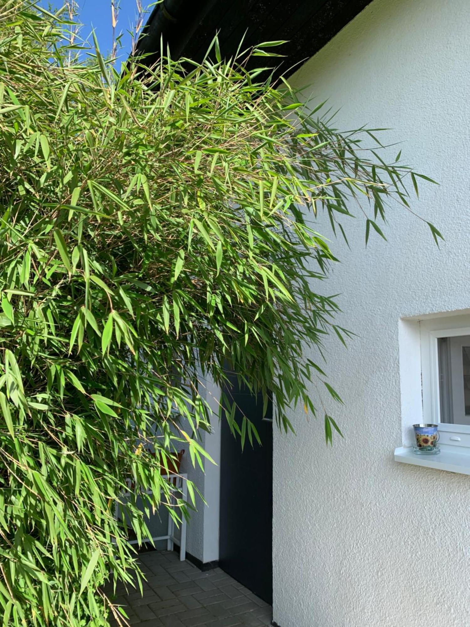 Studiovy Apartman V Zahrade Police nad Metují Extérieur photo